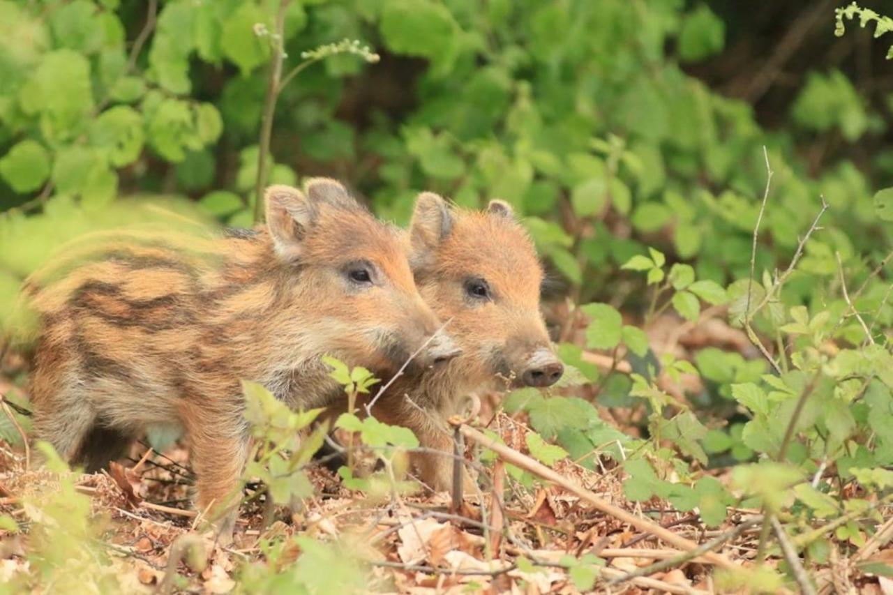 La Chouette Au Bouleau Villa Hargnies Exteriör bild