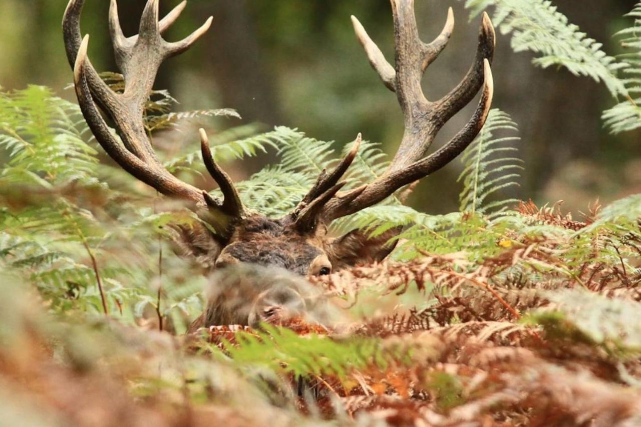 La Chouette Au Bouleau Villa Hargnies Exteriör bild